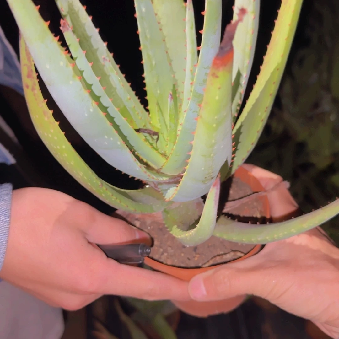 咖***糖块根植物块根植物块根