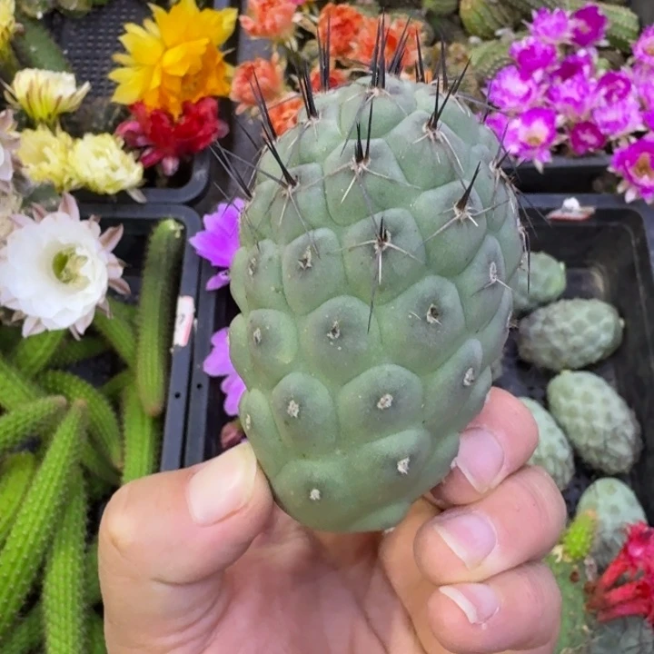 301习志野无根侧牙歪4公分左右斑，20包邮