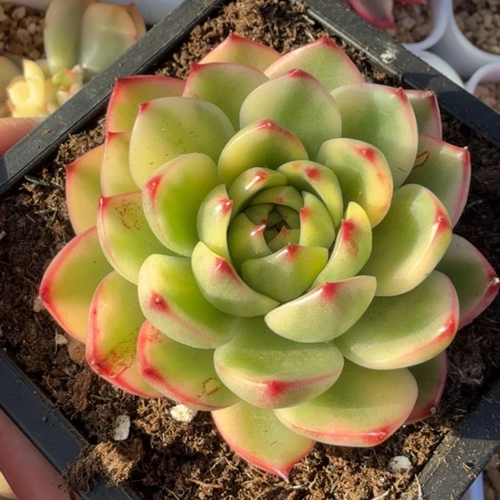 月亮石锦刚发根主头