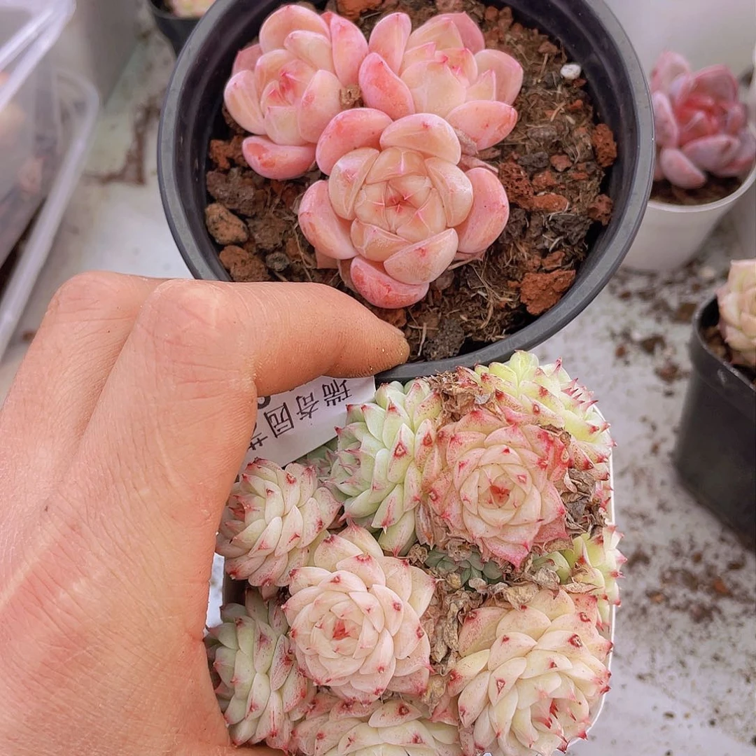 00000000000000009量拍