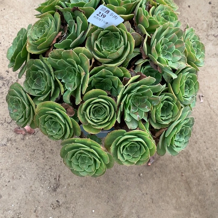 239粉女巫中班多肉植物特价