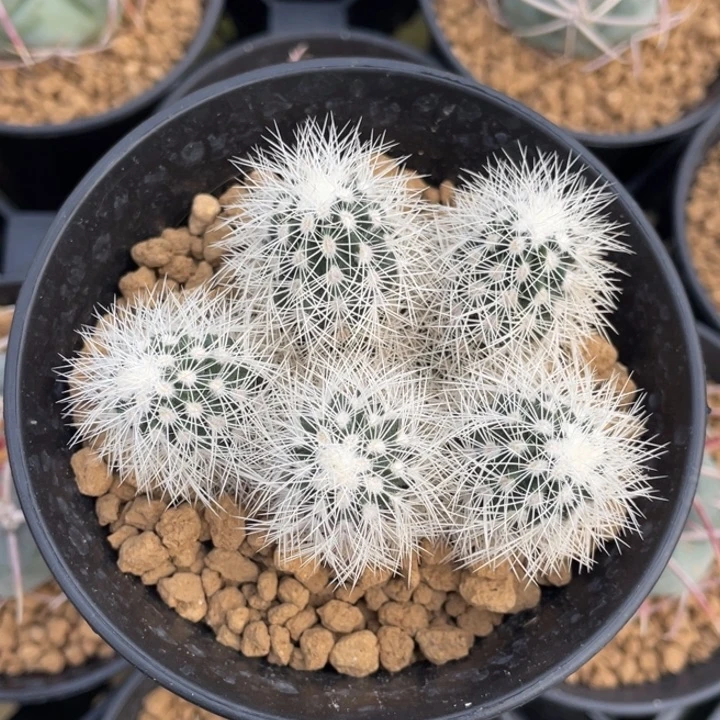 白元虾       实生根