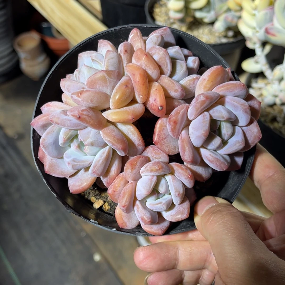 橙子特价 一物一拍不支持退换