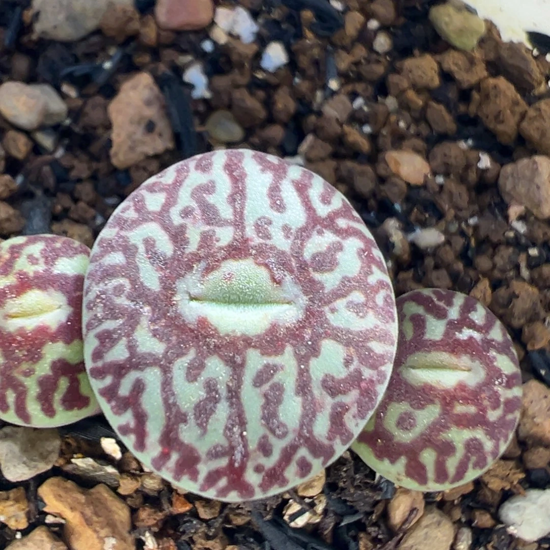 240多肉植物百科植物