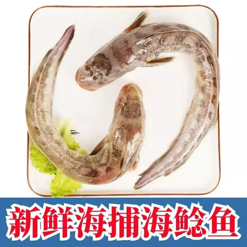 海鲶鱼 胖头鱼海狗鱼连云港新鲜速冻顺丰发货