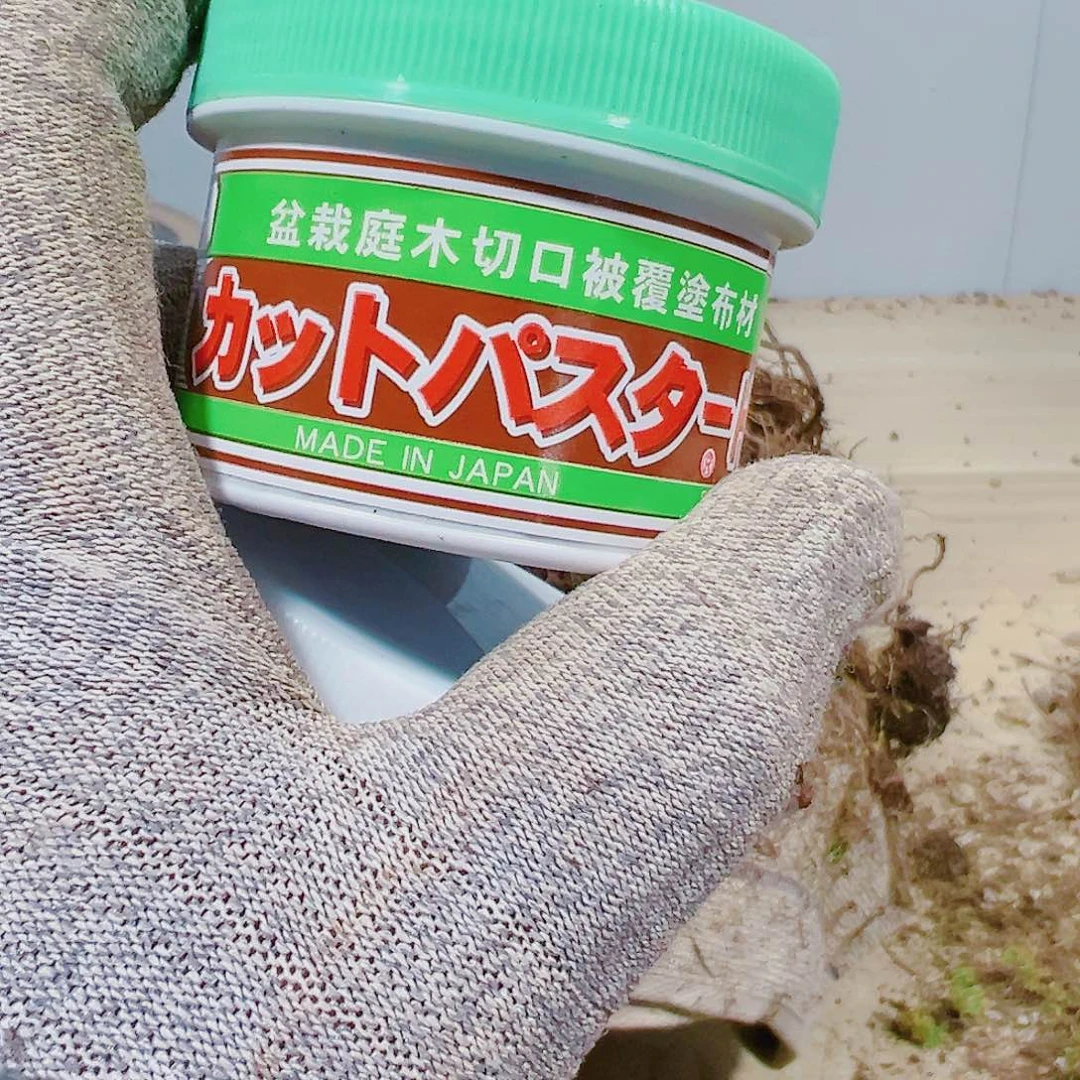 盆景皋月杜鹃树愈合泥