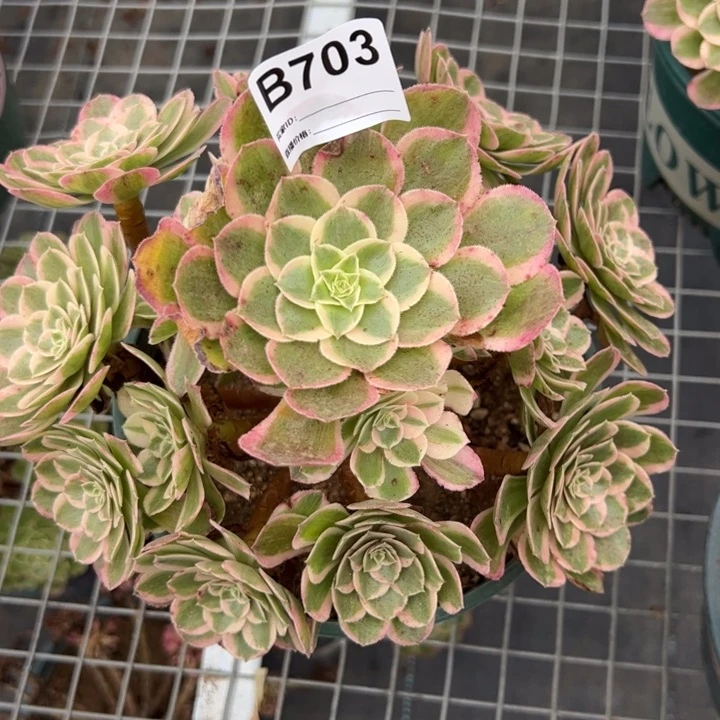703孔雀翎20厘米左右