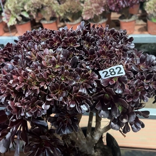 户***姐多肉植物一个欧子
