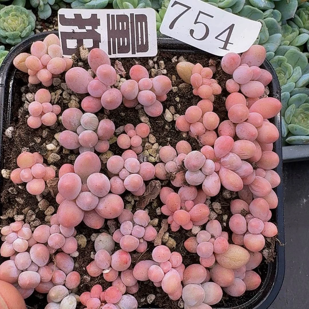 多肉植物多肉植物754量拍