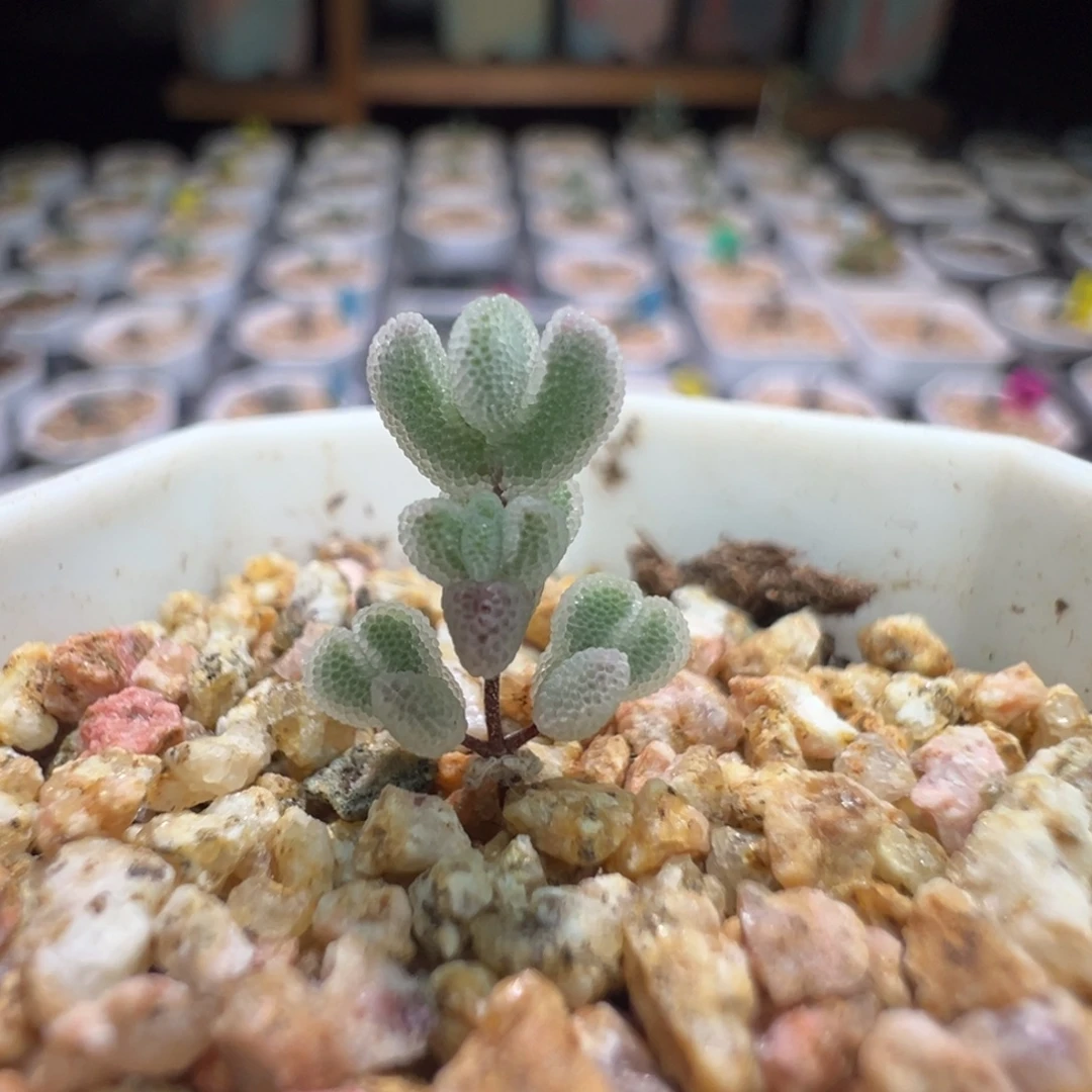 白水晶，尺寸很小，345实生月曲，拍下不退不换