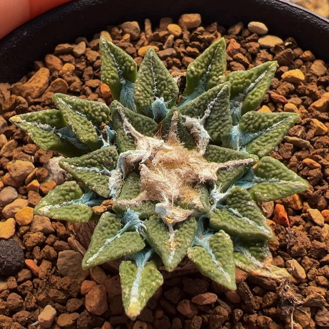 黑牡丹多肉植物盆栽花卉