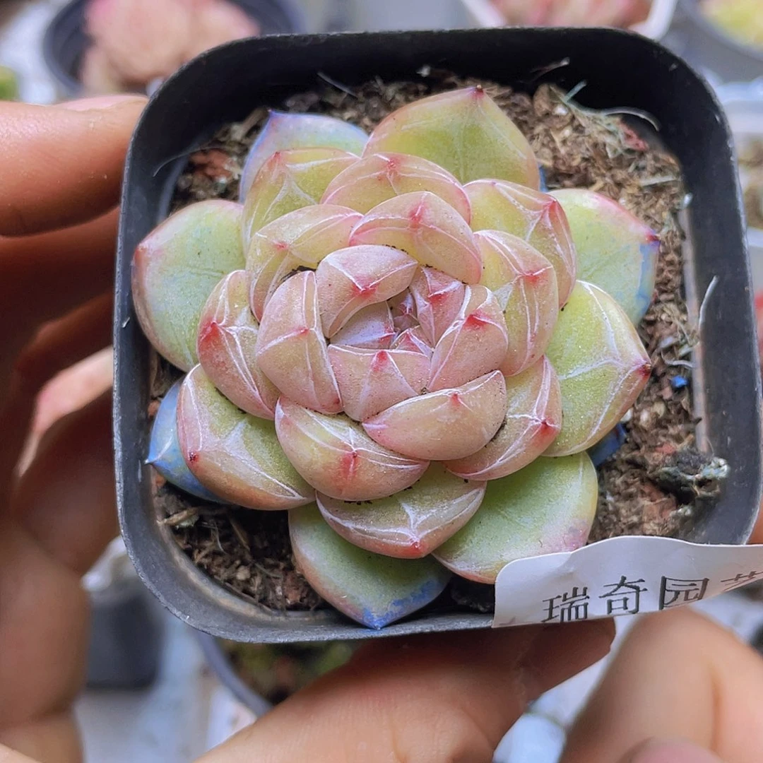 000000000000022量拍