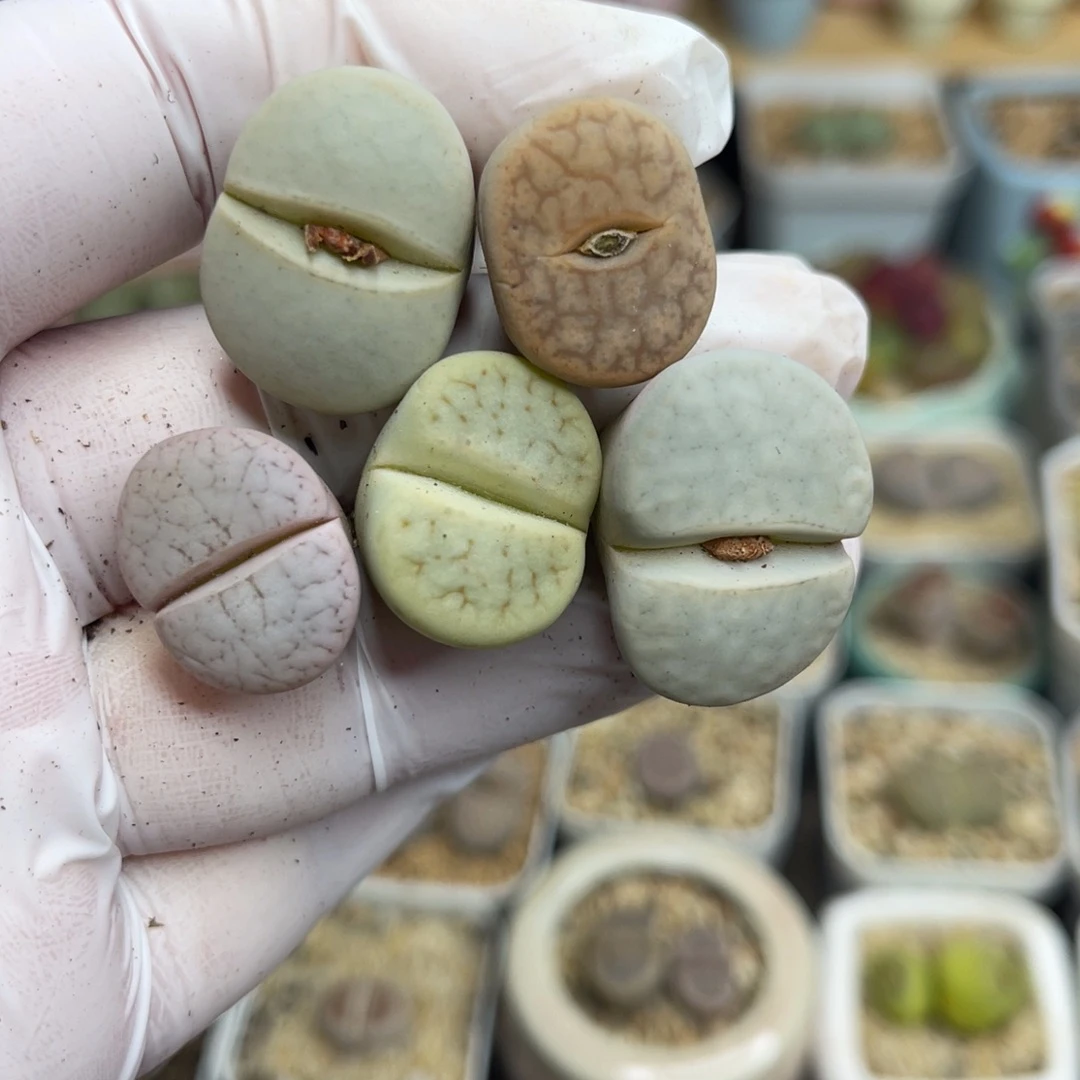 多肉植物一物一拍114