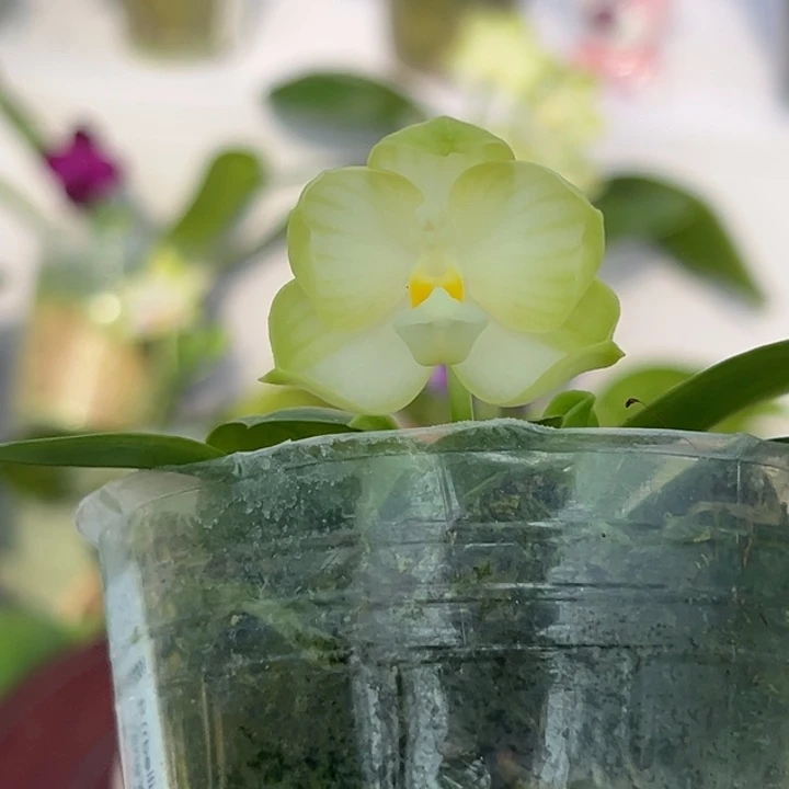 完全开放2.5寸杯BKH2201超可爱的小圆胖子 带茉莉花香很特别