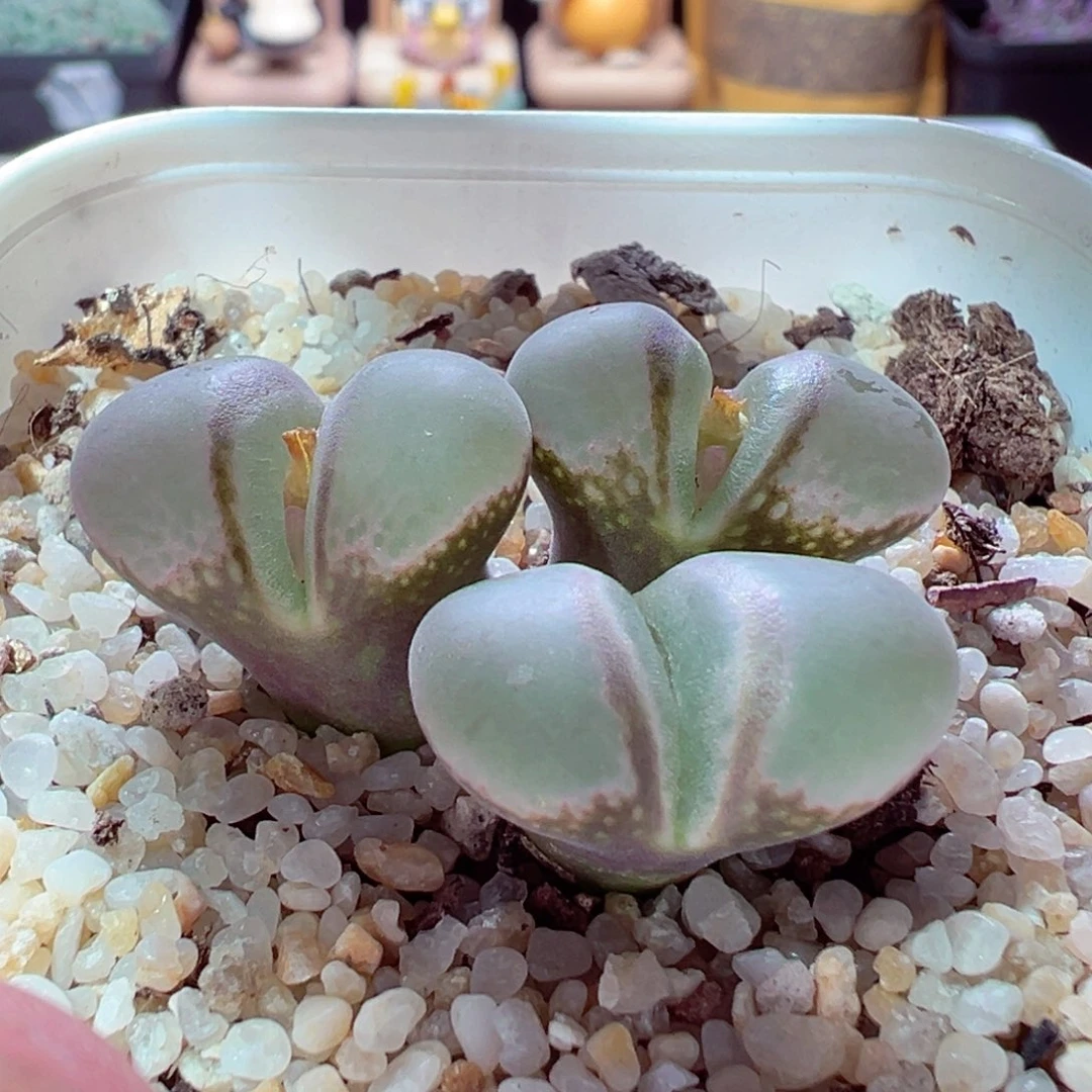 1120-649多肉多肉翻窗