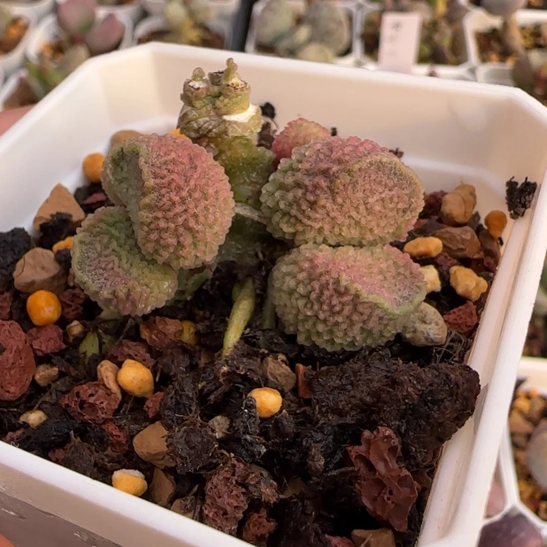 龙岩水泡多肉植物