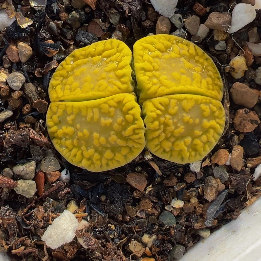 013多肉植物种类多样