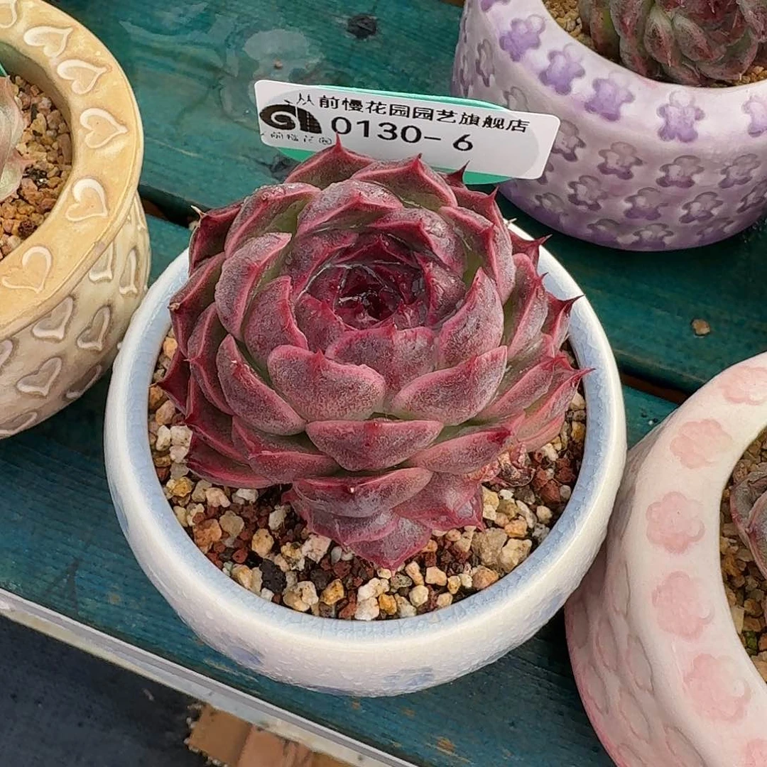 从前慢花园多肉0130-6