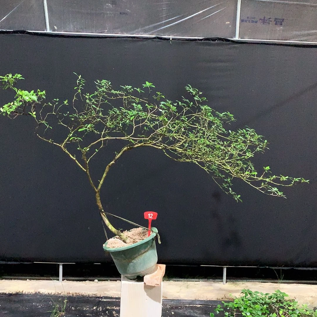 当前无花栽培后可以开花变1