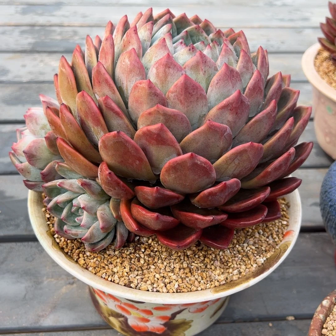 从前慢多肉精选编号0222.311