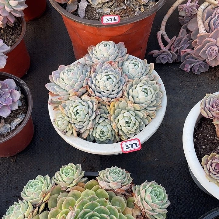 377雪球 一物一拍多肉