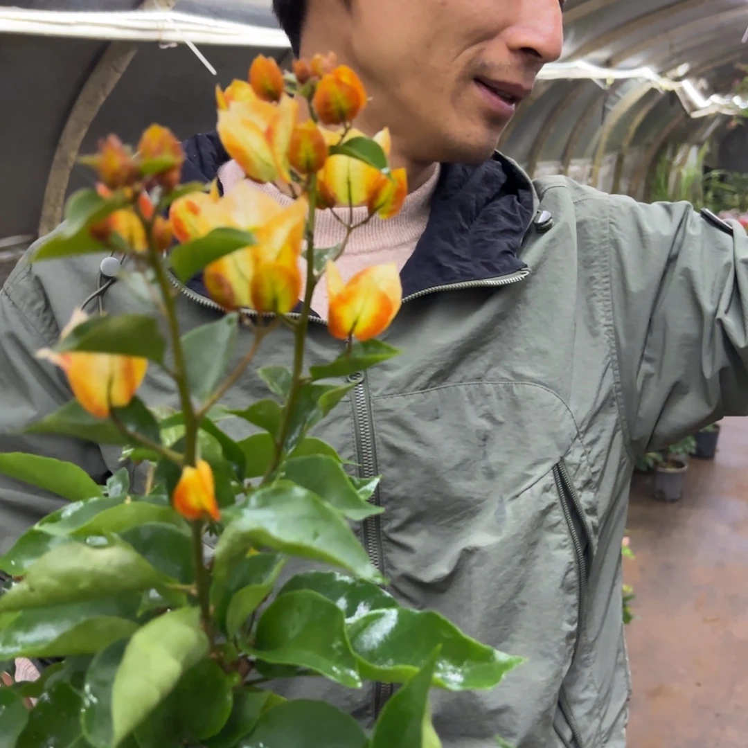 完全开放（凤凰）三角梅会落花落叶会光杆苗有大有小