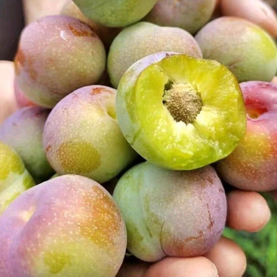 四川五月脆凤凰李新鲜应季水果脆甜多汁肉厚现摘