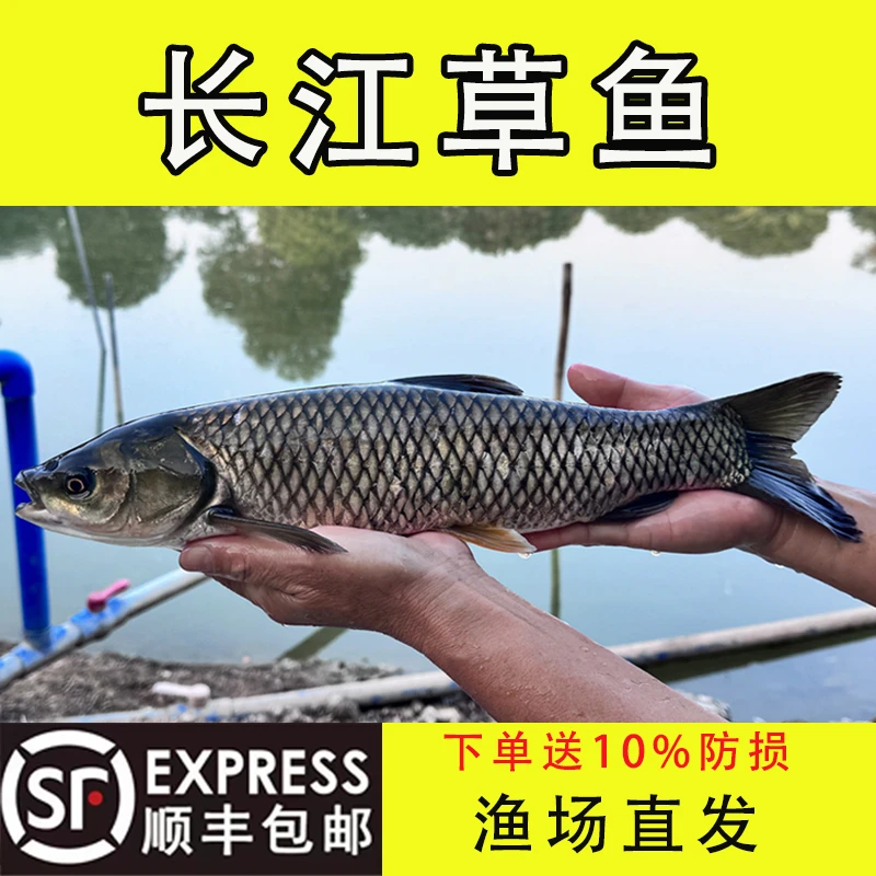 活体特大种草鱼鱼苗皖鱼苗观赏淡水养殖草鱼