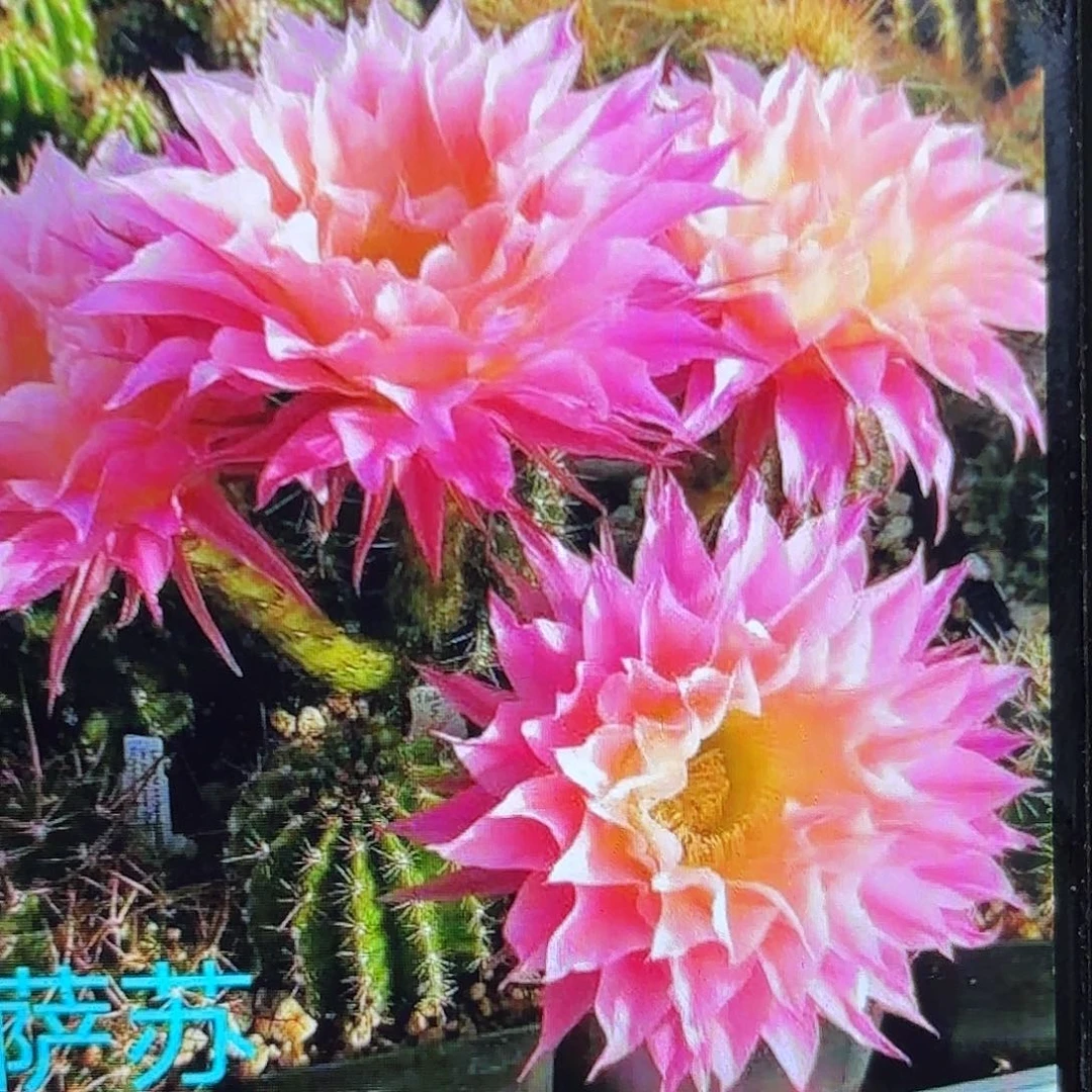 萨淑彩侧牙20包邮59
