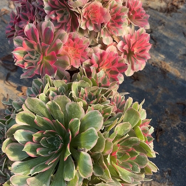 两颗多肉法师不包损52