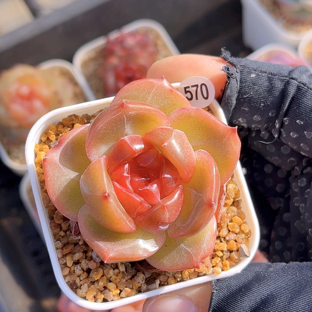 570  新品珍妮满18包邮