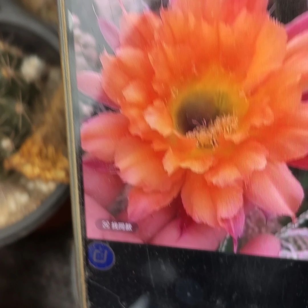 032有根球球五公分