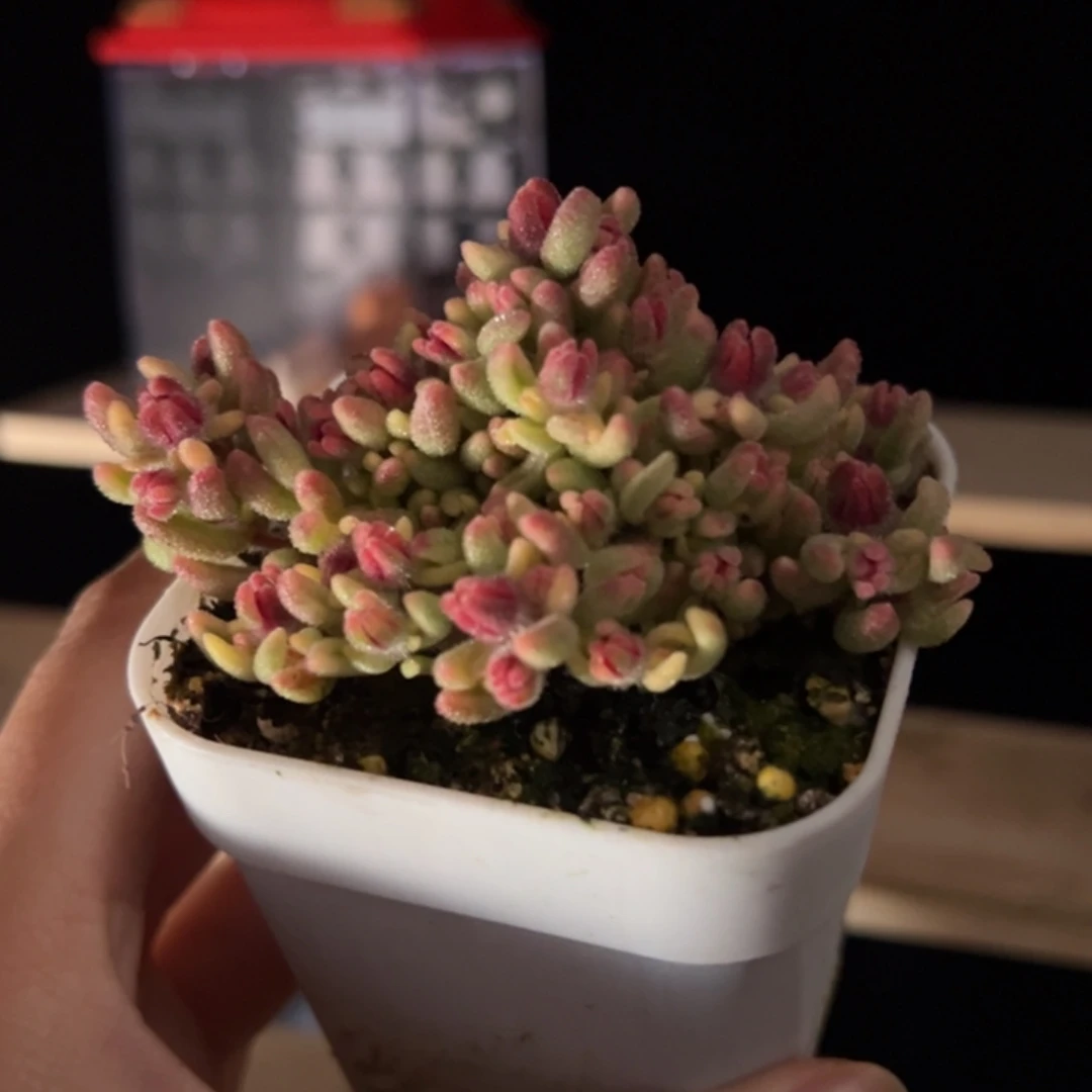 枝干 枝干 枝干 枝干