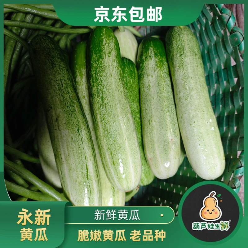 永新本地露天黄瓜