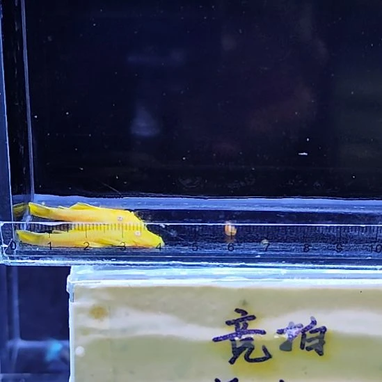 孔雀鱼7黄金胡子两条