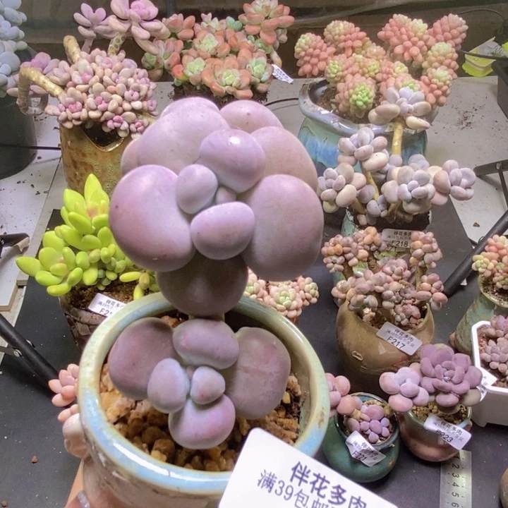 芭比奶酪240/6cm多肉