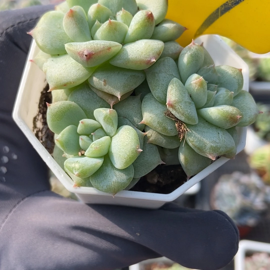 889甜心石化多肉植物