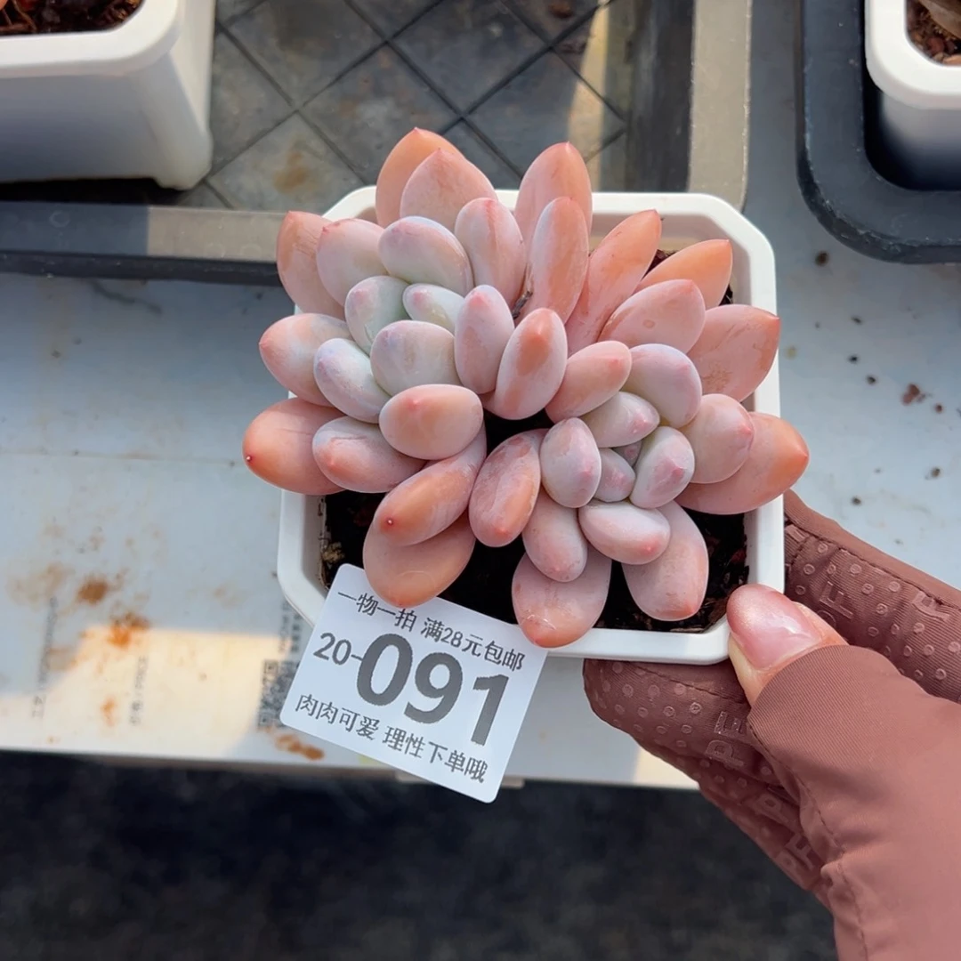 香水多肉多肉多肉多肉