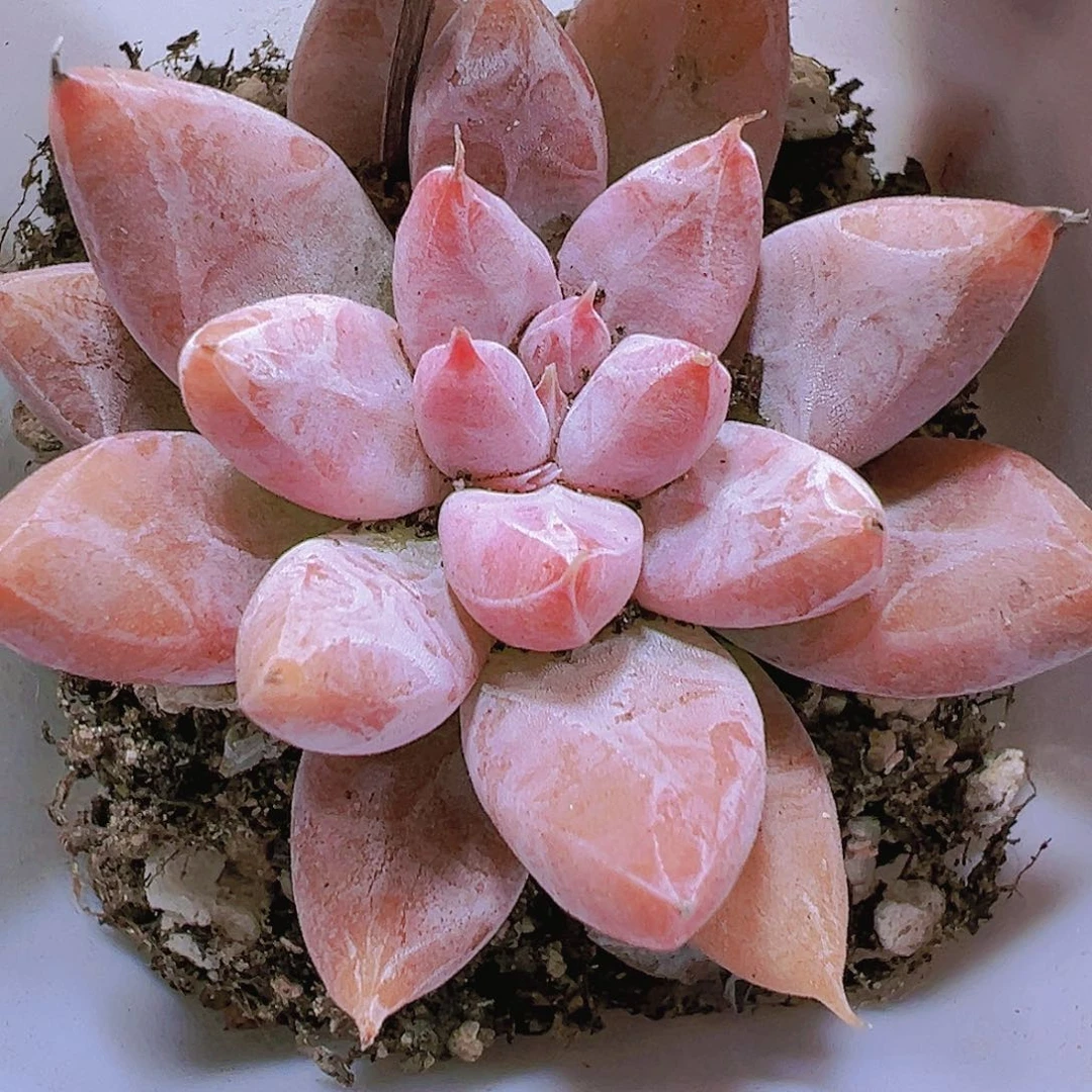 杜里万多肉植物19包邮