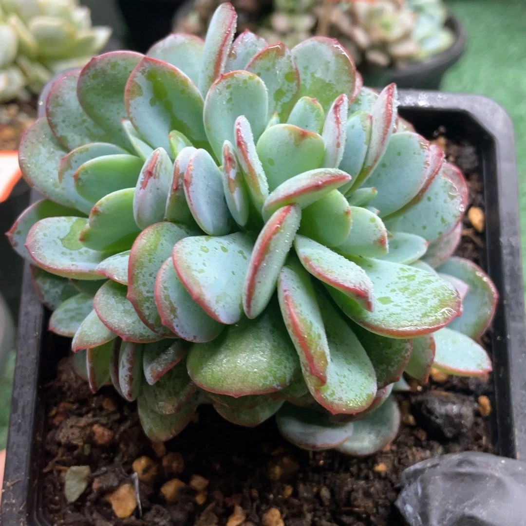 020 一物一拍28包邮非偏远