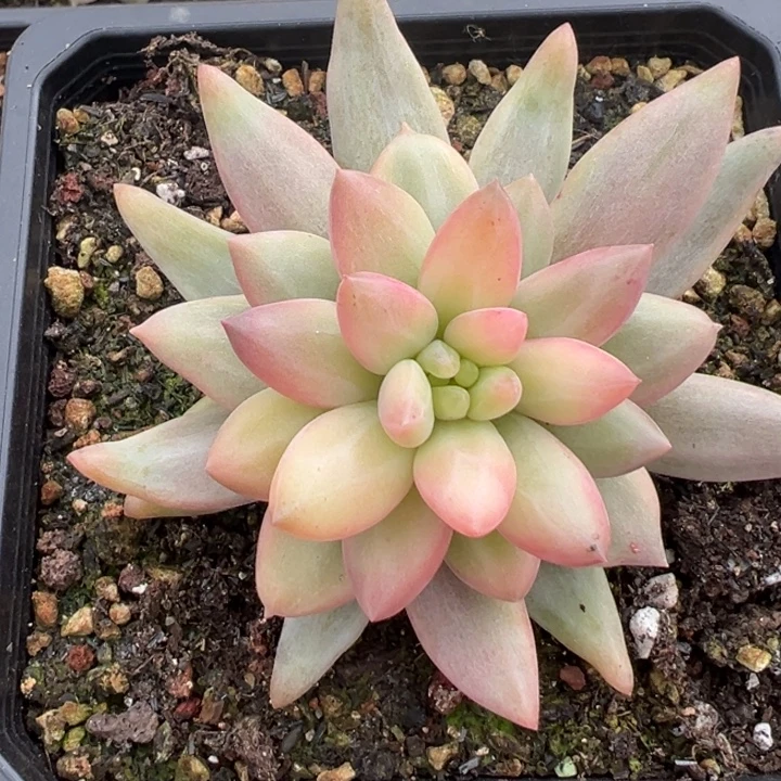 红蜻蜓锦一物一拍锦龙