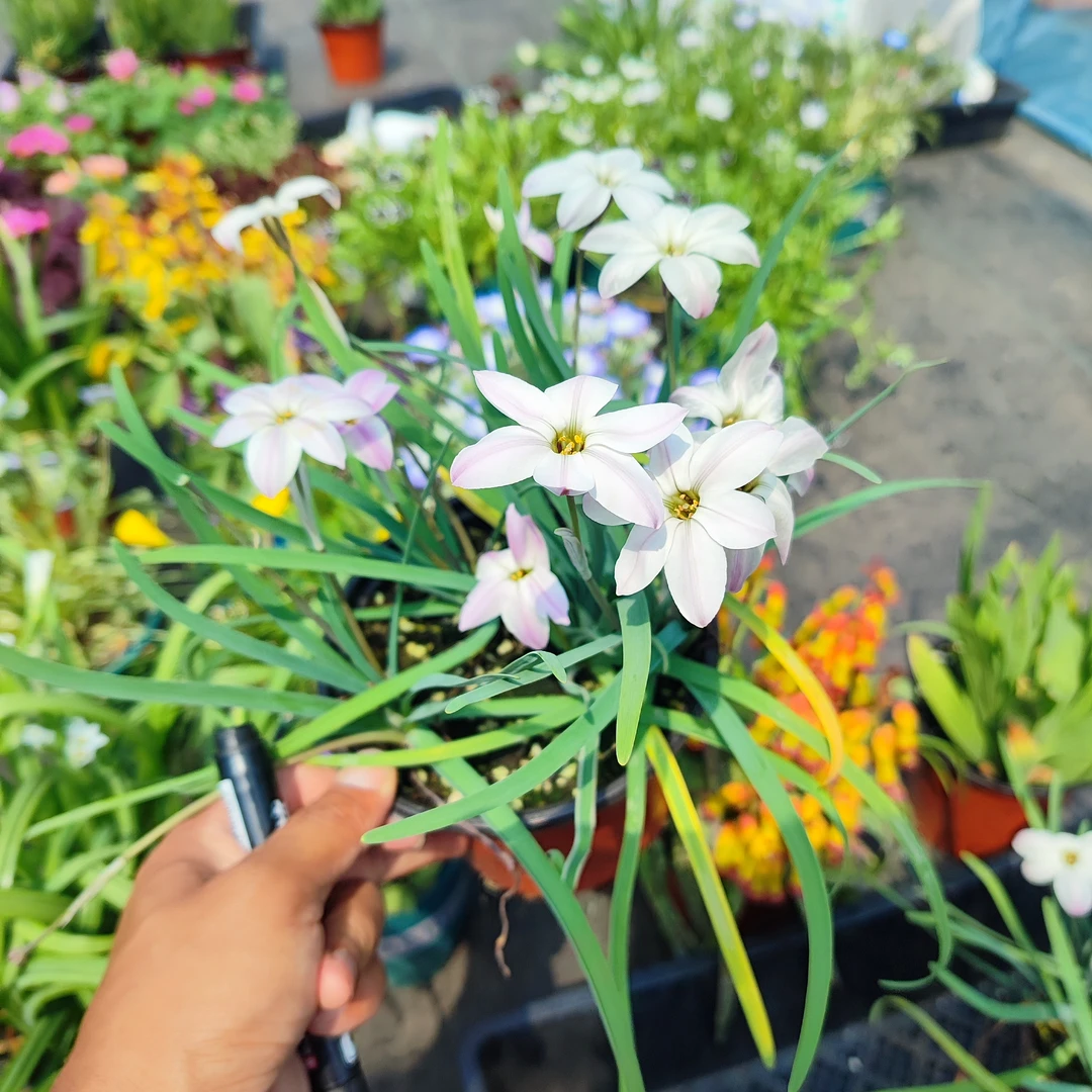 球根花卉盆栽，带花或者花苞发货，小苍兰，立金花，魔杖，狒狒等