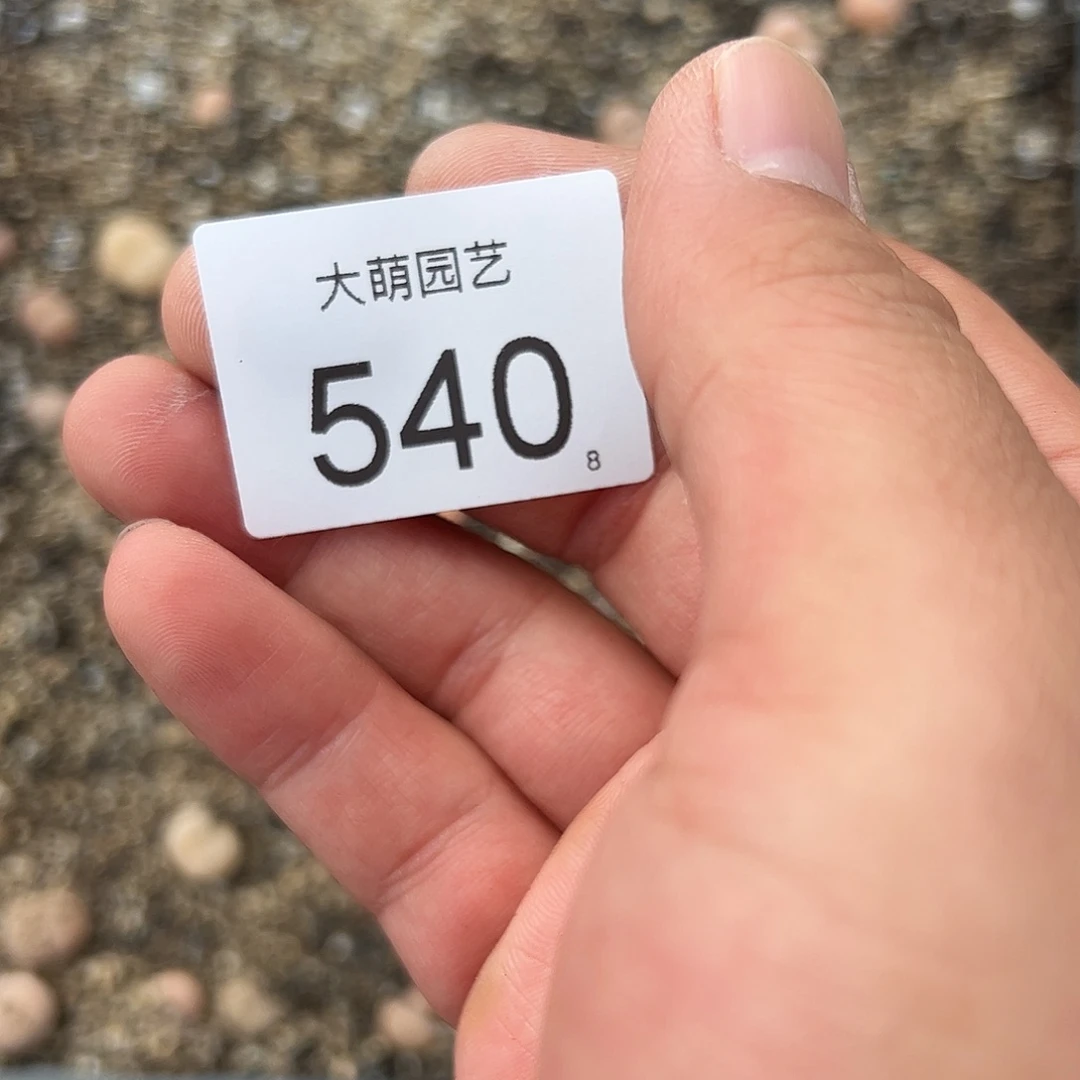 0000540 清框脱土发无售后