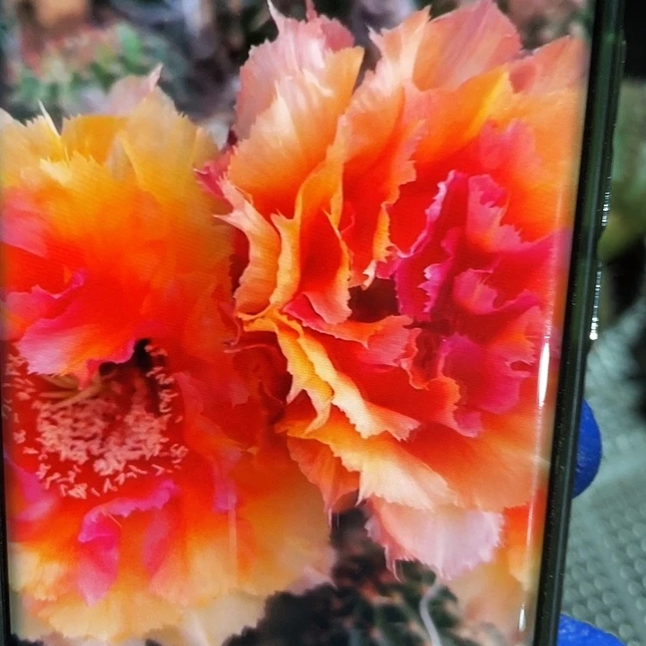 琉璃盏侧芽7-8公分歪满18包邮