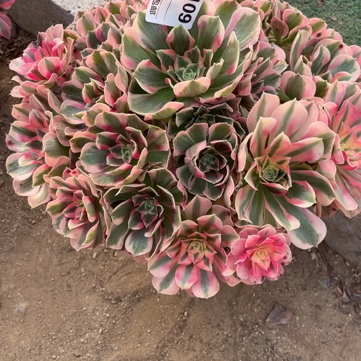 琳***。多肉植物初恋法师109