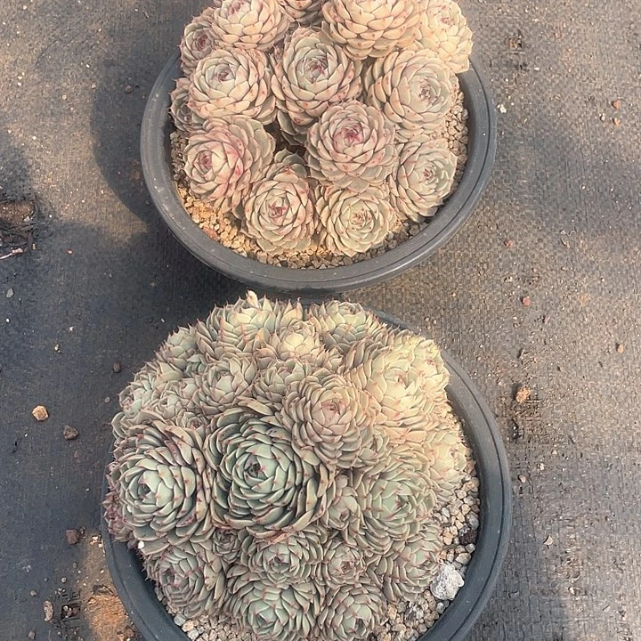 苯巴蒂斯22.8米  量拍多肉