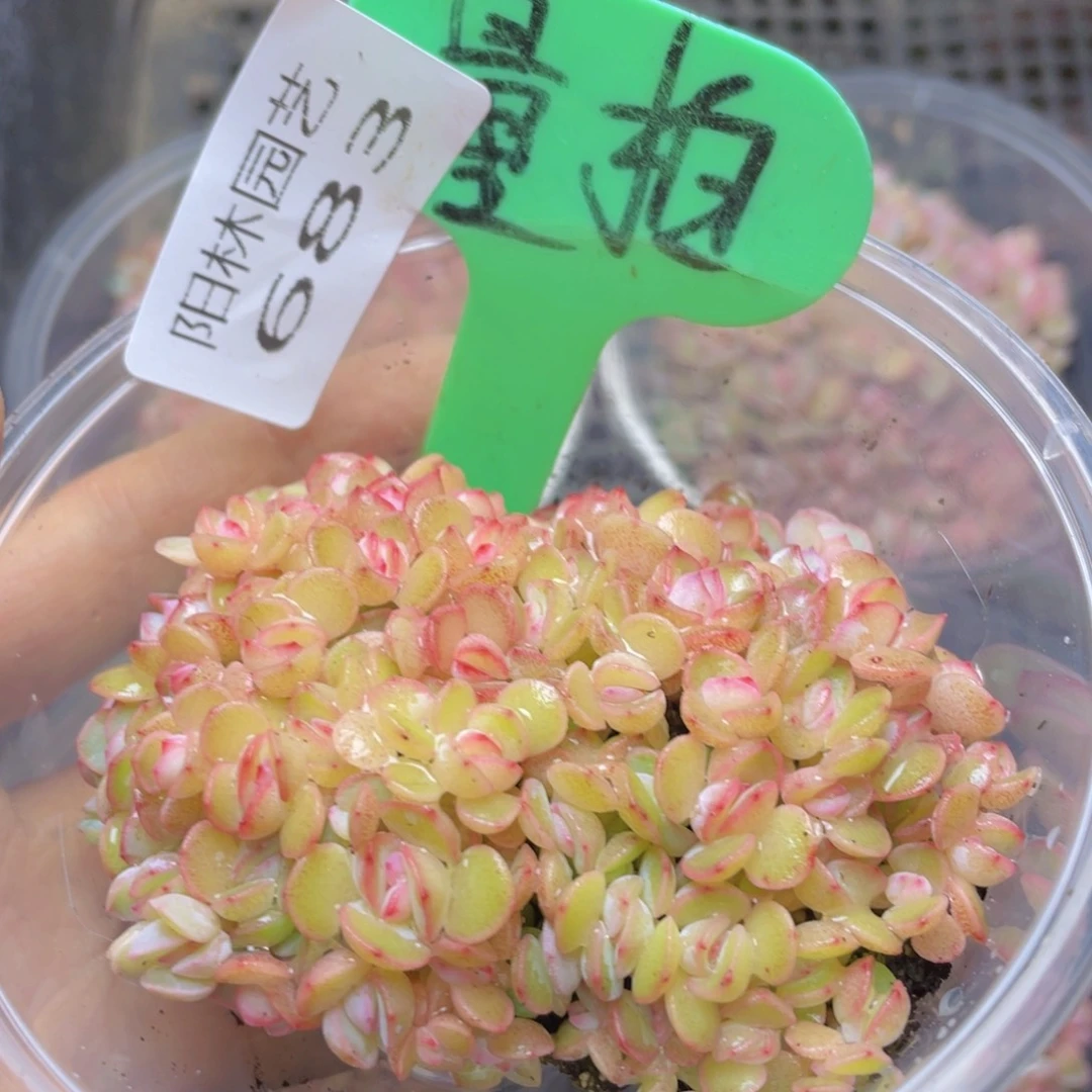 量拍多肉植物多肉植物683