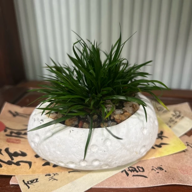 菖蒲草盆栽桌面文人盆景植物茶几禅意办公室内观赏绿植摆件易养