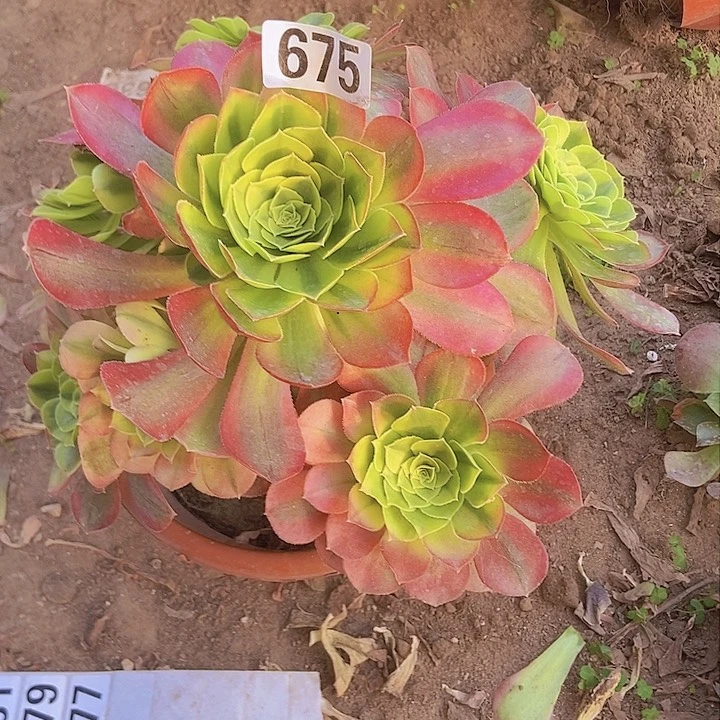 675奶白锦老庄手捧朵朵特价