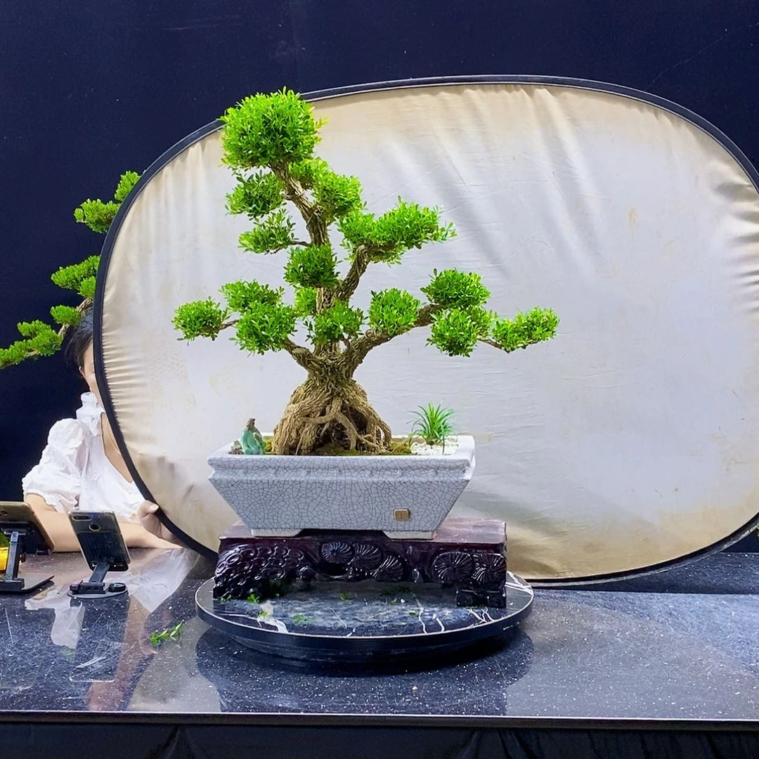 无花朵精品黄杨盆景